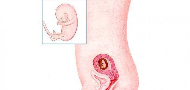 Pregnancy Week 11: You can feel your womb